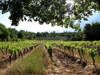 Le vignoble de Provence