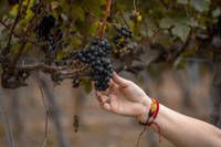 En savoir plus sur les vendanges